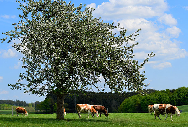 frische Milch